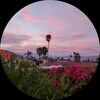 mangobean_